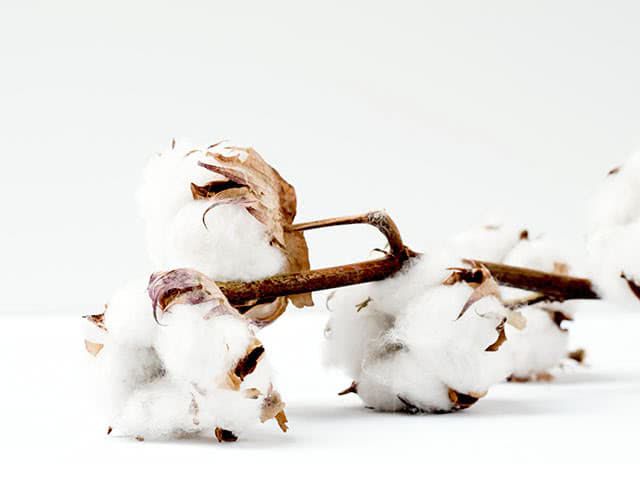 Baumwollpflanze Baumwollpflanze